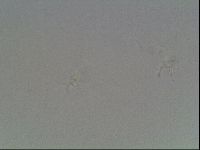 Hypsibius dujardini image