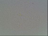 Hypsibius dujardini image