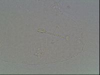 Hypsibius dujardini image