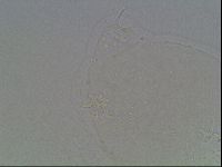 Hypsibius dujardini image