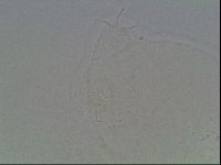 Hypsibius dujardini image