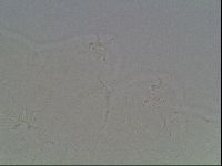 Hypsibius dujardini image