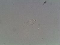 Hypsibius dujardini image