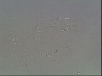 Hypsibius dujardini image