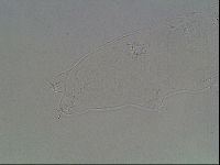 Hypsibius dujardini image