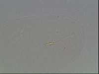 Hypsibius dujardini image