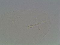 Hypsibius dujardini image