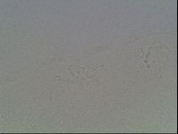 Hypsibius dujardini image