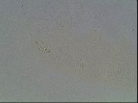Hypsibius dujardini image