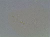 Hypsibius dujardini image