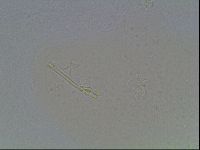 Hypsibius dujardini image