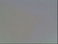 Hypsibius dujardini image