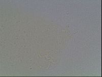 Hypsibius dujardini image