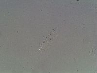 Hypsibius dujardini image