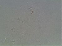 Hypsibius dujardini image