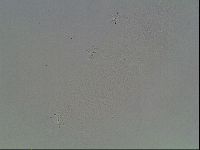 Hypsibius dujardini image