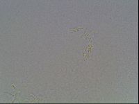 Hypsibius dujardini image