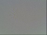 Hypsibius dujardini image