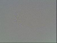 Hypsibius dujardini image