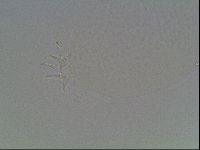 Hypsibius dujardini image
