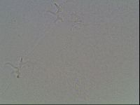 Hypsibius dujardini image