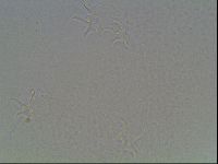 Hypsibius dujardini image