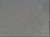 Hypsibius dujardini image