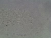 Hypsibius dujardini image