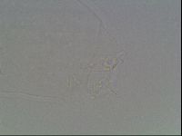 Hypsibius dujardini image