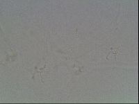 Hypsibius dujardini image