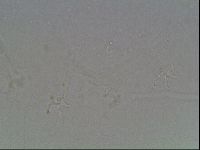 Hypsibius dujardini image