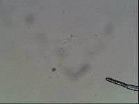 Hypsibius dujardini image