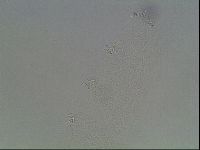 Hypsibius dujardini image