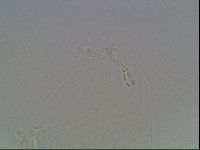 Hypsibius dujardini image