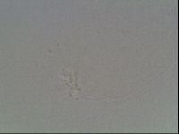 Hypsibius dujardini image