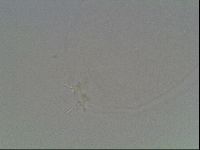 Hypsibius dujardini image