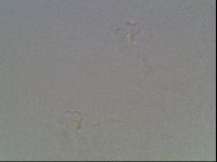 Hypsibius dujardini image