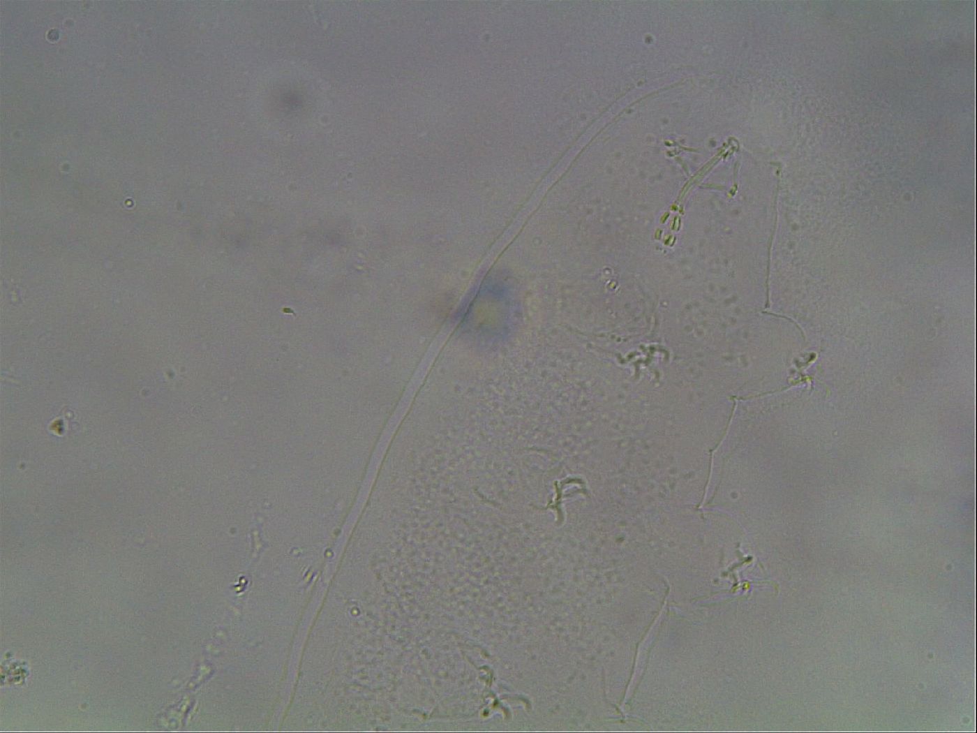 Hypsibius dujardini image