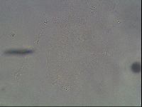 Hypsibius dujardini image