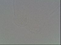 Hypsibius dujardini image