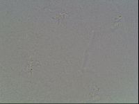 Hypsibius dujardini image