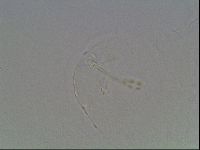 Hypsibius dujardini image
