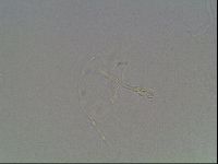 Hypsibius dujardini image