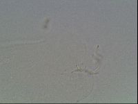 Hypsibius dujardini image