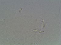 Hypsibius dujardini image