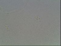 Hypsibius dujardini image