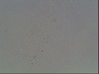 Hypsibius convergens image