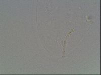 Hypsibius convergens image