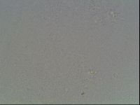 Hypsibius convergens image