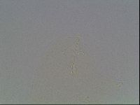 Hypsibius dujardini image